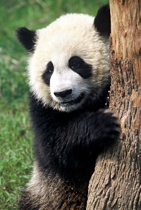 El panda gigante (Ailuropoda melanoleuca), símbolo internacional de conservación de WWF desde su fundación en 1961, enfrenta un futuro incierto, con menos de 2.500 ejemplares en su hábitat natural. Su hábitat forestal en las montañas sudoccidentales