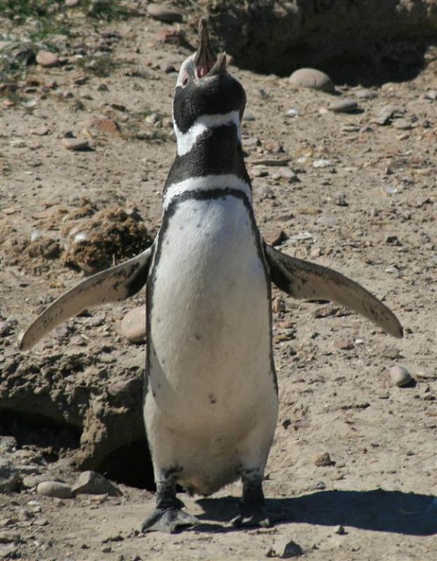 Amenazados anteriormente por derrames de petróleo, los pingüinos de Magallanes (Spheniscus magellanicus) se enfrentan ahora a la pérdida de los peces que le sirven de alimento.