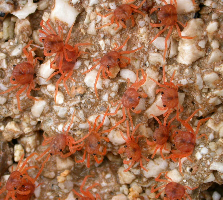 Cuando los huevos eclosionan millones de minicangrejitos inundan las playas y las rocas. Sirven de festín para muchas aves, peces y tiburones de toda clase.  Los minicangrejitos comienzan su peregrinaje hacia el interior de la isla. Ahora es la misma