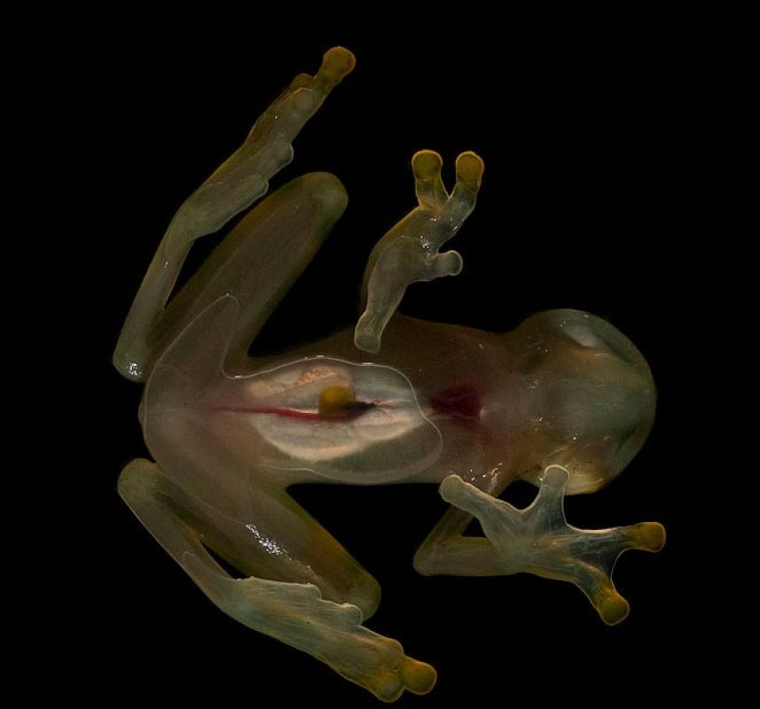 La mayoría de las nuevas especies se han encontrado en un lugar llamado Cerro Pata Pájaro, una pequeña montaña pegada al Oceáno Pacífico.