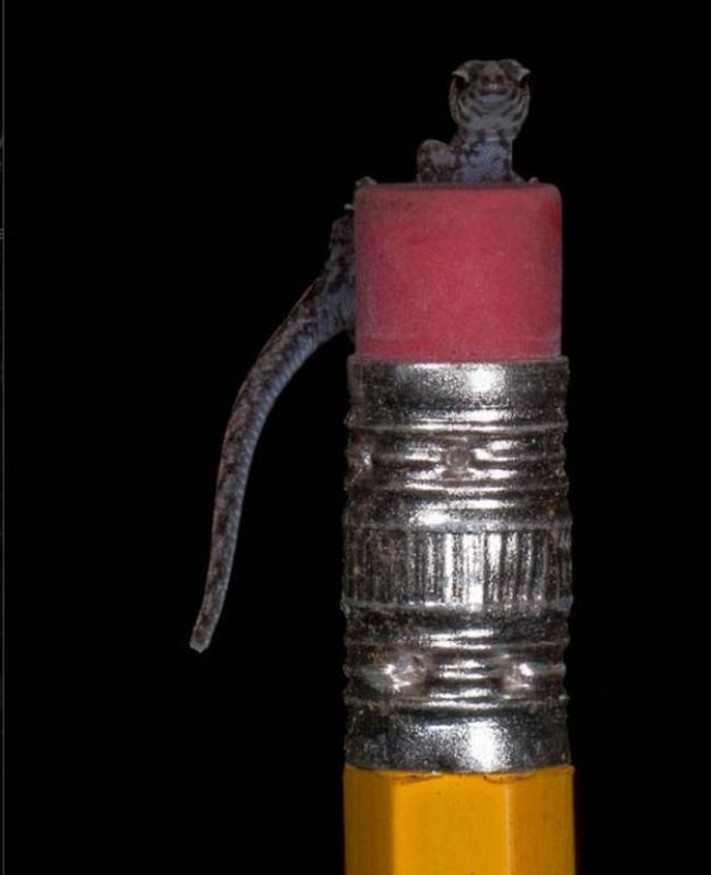 Un minúsculo geco del tamaño de una uña