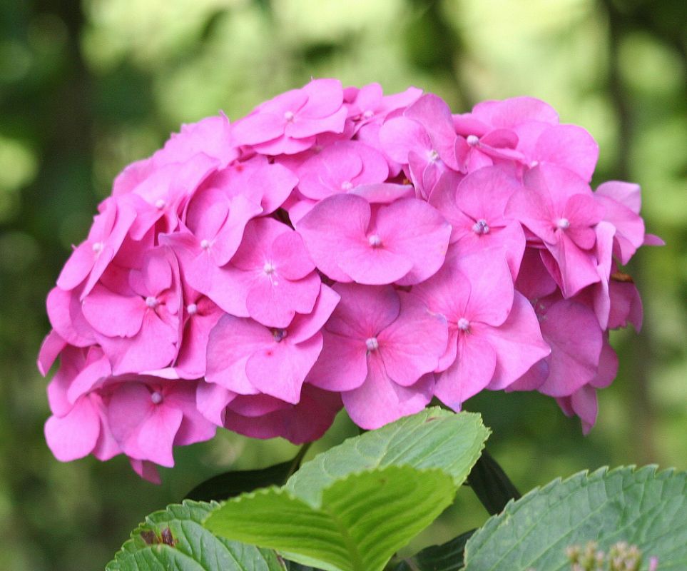 La hortensia significa indiferencia