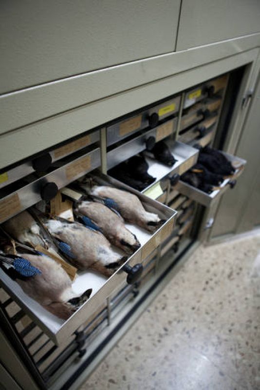  Lo mismo los cajones a rebosar de mirlos, buitres y demás aves. 