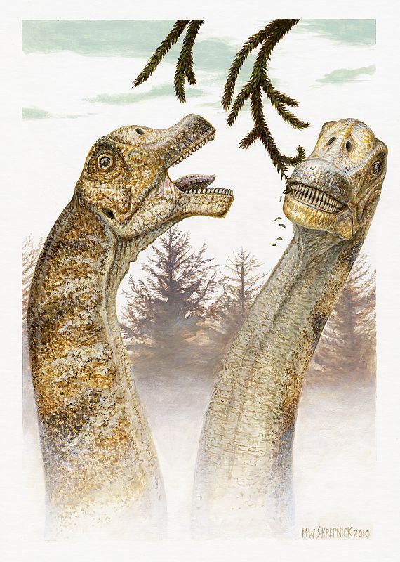 La nueva especie de saurópodo ha sido bautizada como Abydosaurus mcintoshi