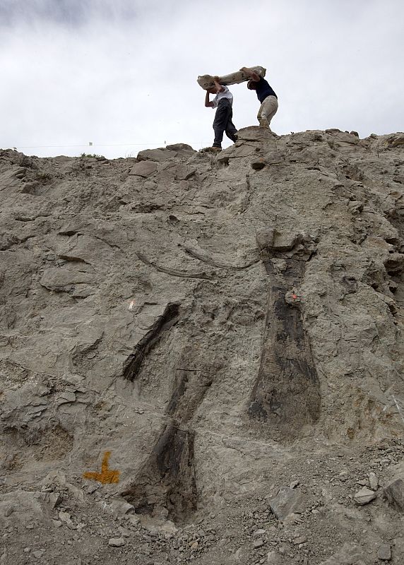 Los preciados restos se han hallado en un yacimiento en el Dinosaur National Monument, en el este de Utah, en Estados Unidos
