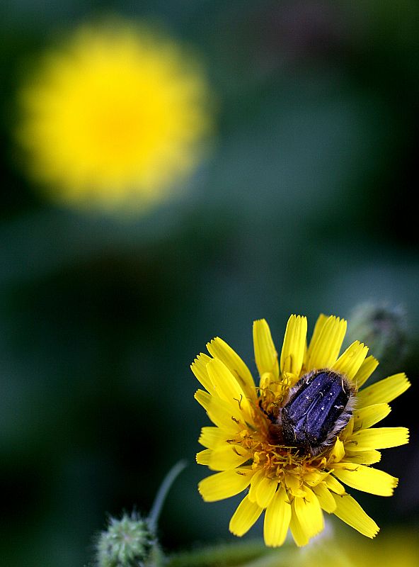 An insect collects pollen from a spring flower in a forest in Mallorca