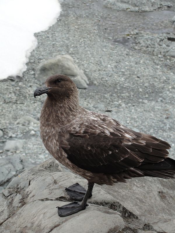 Skua (especie de gaviota a la puerta de la base búlgara)