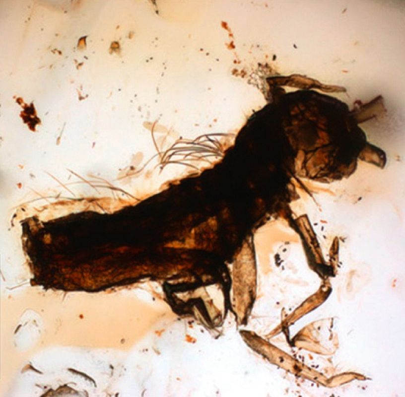 Los restos encontrados provienen de la era cretácica, cuando los dinosaurios poblaban la tierra