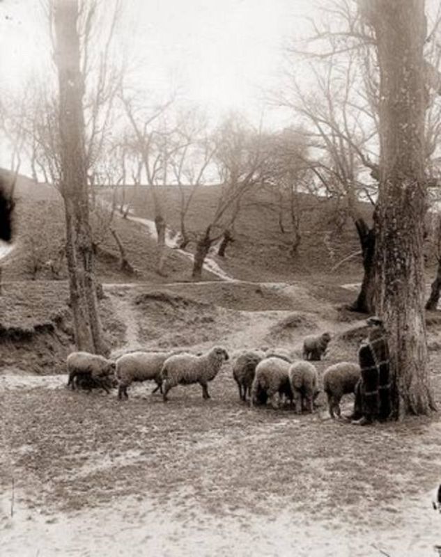 Un pastor en la Casa de Campo