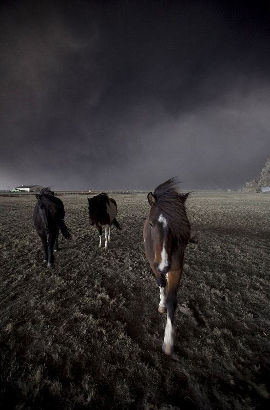 A cloud of black ash looms above horses at Drangshlid 2 in Eyjafjoll