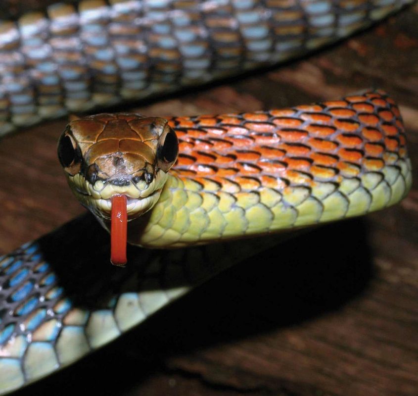 Serpiente de Borneo con la lengua roja