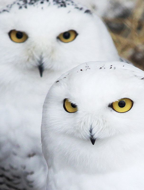 Dos búhos polares en la ciudad siberiana de Krasnoyarsk.