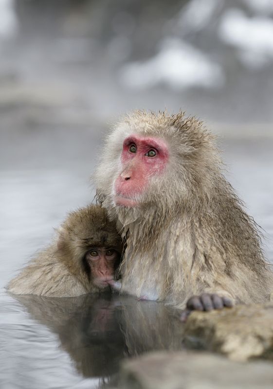 Una hembra de macaco japonés (mono de las nieves) alimentando a su bebé.