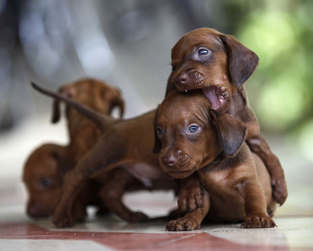 Dos cachorros de perro salchicha jugando.