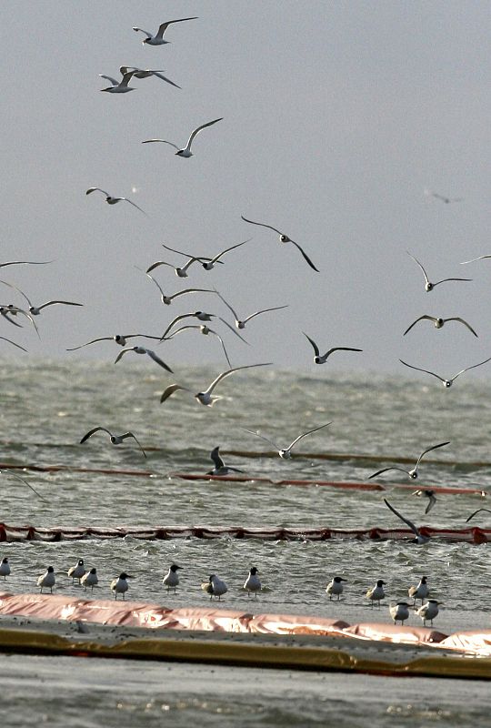 Cientos de pájaros rodeados por las barreras que intentan contener la marea negra.