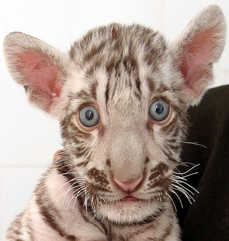 Un cachorro de tigre blanco, Gullu, de sólo dos meses en el estado indio de Punjab.