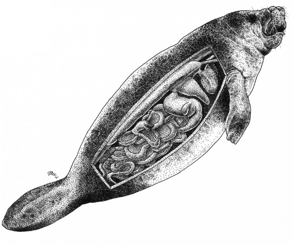 Anatomía interna de un manatí (Trichechus manatus)