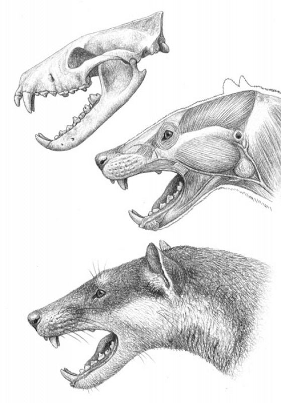 Reconstrucción del cráneo (arriba) musculatura (centro) y apariencia en vida de la cabeza (abajo) del creodonto Pterodon, del Eoceno de Francia (hace unos 45 millones de años). Los músculos se reconstruyen basándose en las marcas de inserción muscul