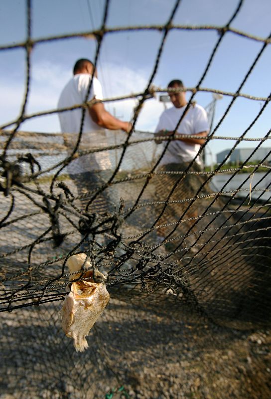 Un pez atrapado en una de las redes de los pescadores que intentan faenar pese al vertido de petróleo.