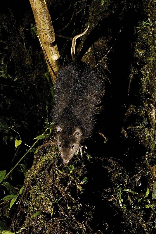 Rata gigante de Nueva Guinea, Indonesia