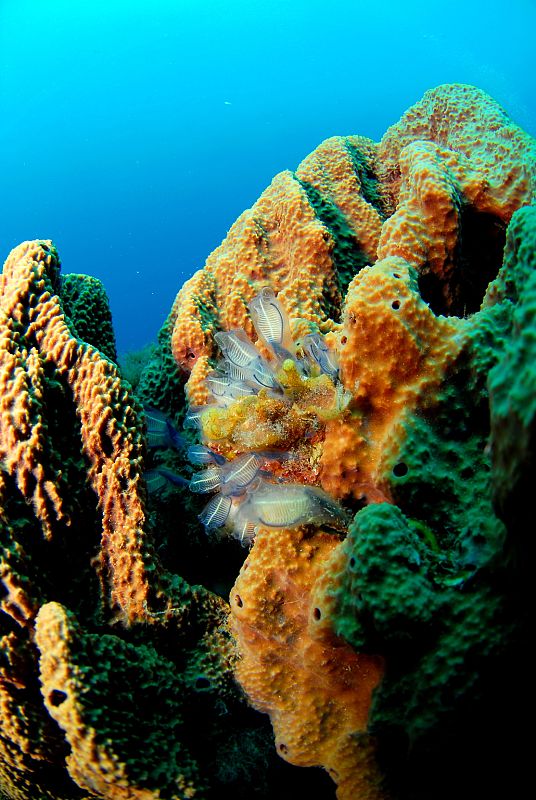 Esponjas marinas en La Laja, en el Cabo de Gata (Almería)