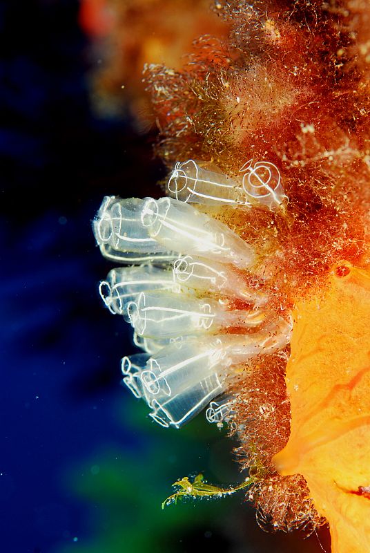 Tunicate colony (Diazona violacea). Los Ullastres, Gerona, Spain