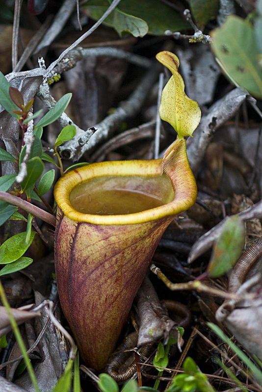 Nepenthes attenboroughii. Una planta carnívora que produce una de las mayores urnas de la naturaleza