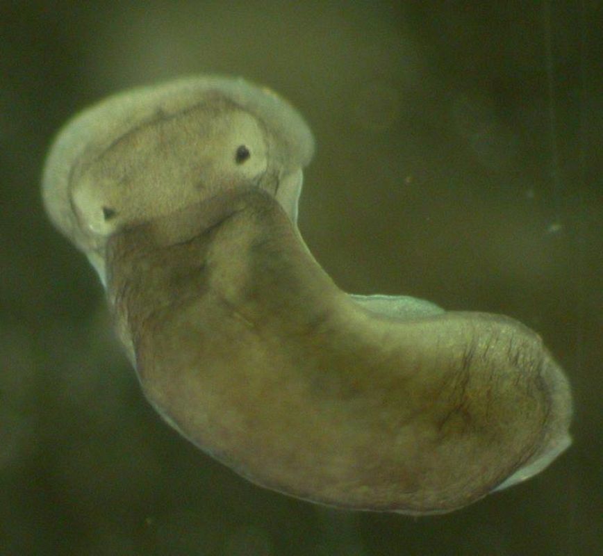 Babosa marina que come insectos. Bug-eating Slug (Aiteng ater)