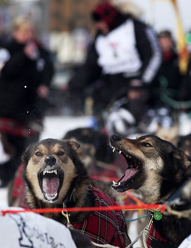 Perros ataviados con ropa escocesa se preparan para tirar del trineo