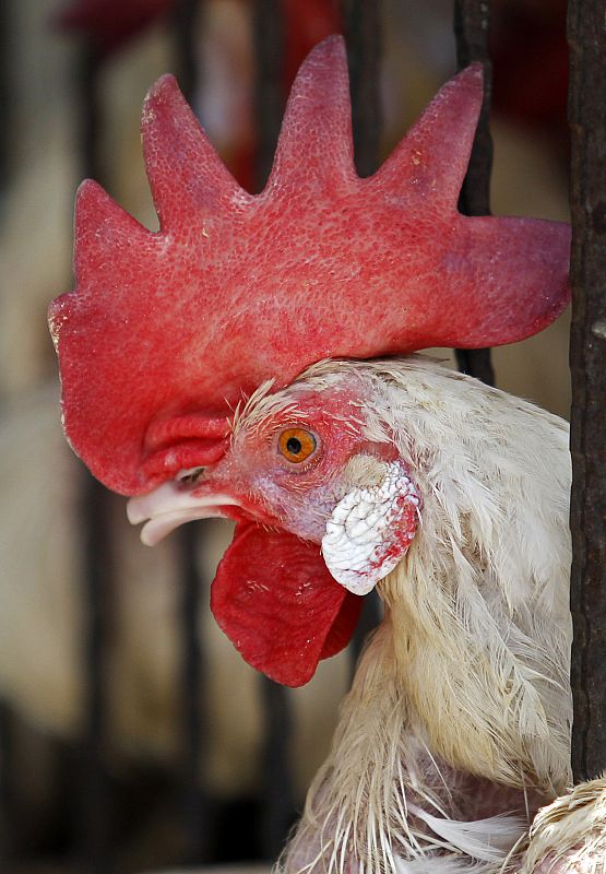 Un gallo indio