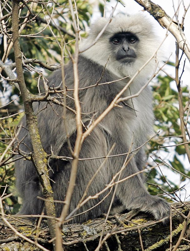 Un langur de cabeza blanca descansando sobre un árbol en India