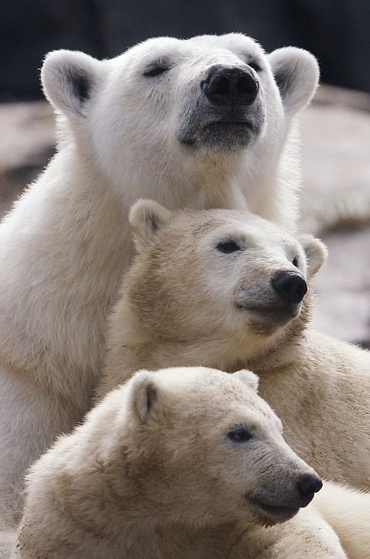 Cachorros de osos polares junto a su madre en Quebec, Canadá