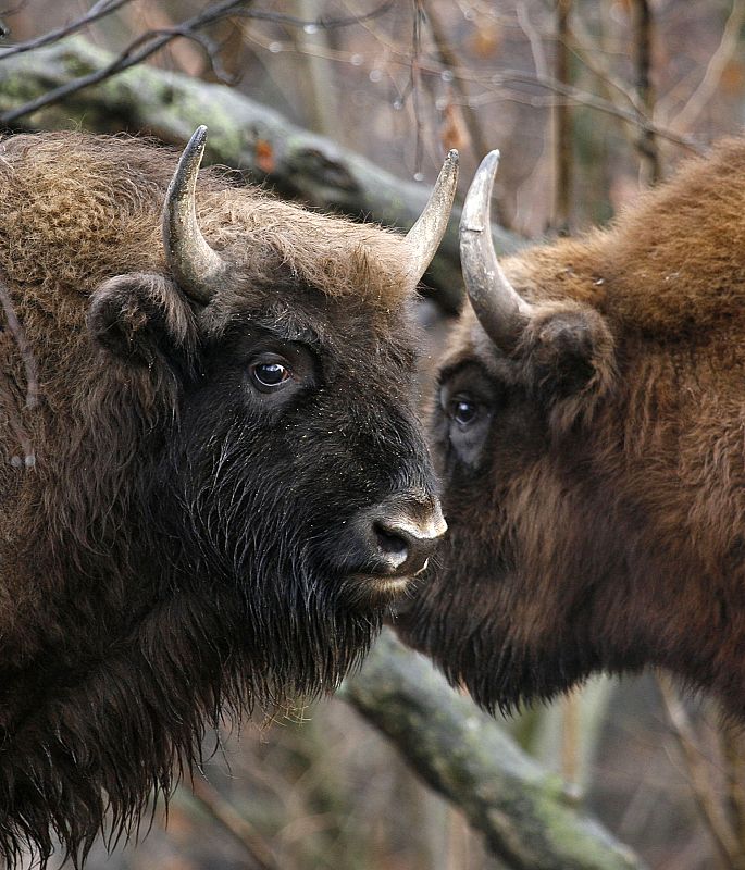 Dos bisontes europeos tras ser puestos en libertad en un bosque cercano a Saniba, Rusia.