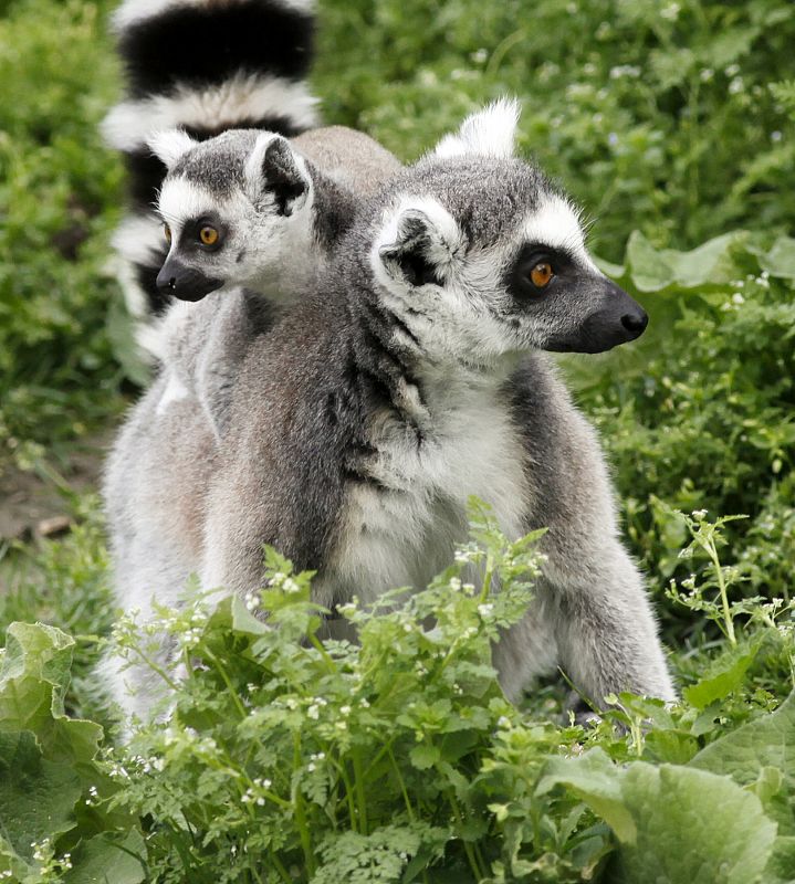 Un lemur de cola anillada (naturales de Madagascar) descansa en la espalda de su madre. Austria