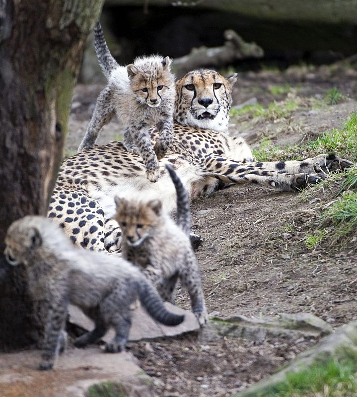 Luanga, una 'cheetah' (guepardo), mira a sus cachorros recién nacidos. Suecia.