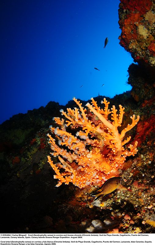 Coral árbol (Dendrophyllia ramea) en Puerto del Carmen, Lanzarote.