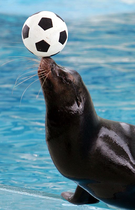 Una foca hace malabarismos con un balón de fútbol en el aquarium de Tokio, Japón (2006).