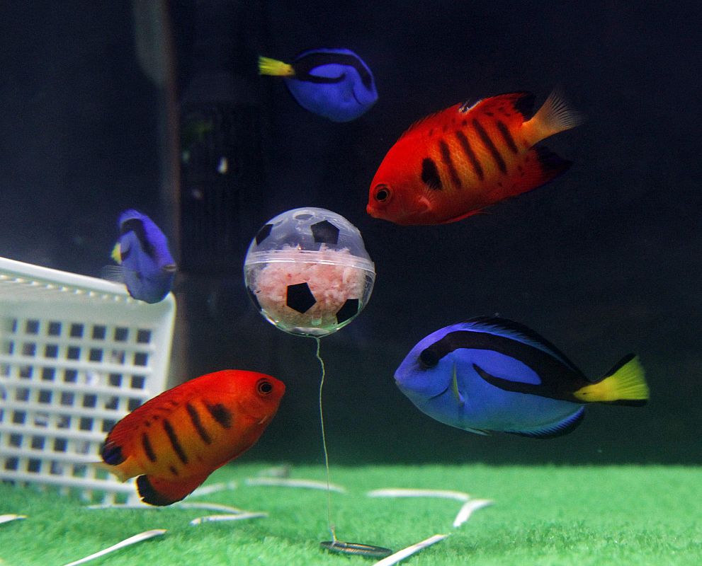 Peces azules (Japón) luchan contra los rojos (Dinamarca) con un balón rellenado con comida como previa al choque entre estas dos selecciones en la segunda jornada del mundial de Sudáfrica.