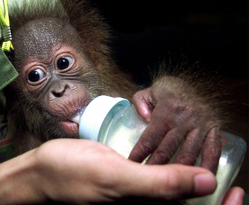 Un cachorro de orangután, Nias, de sólo diez días, bebiendo leche de un biberón