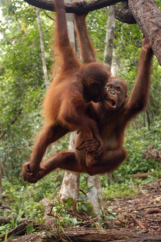 Dos orangutanes columpiándose sujetados a la rama de un árbol