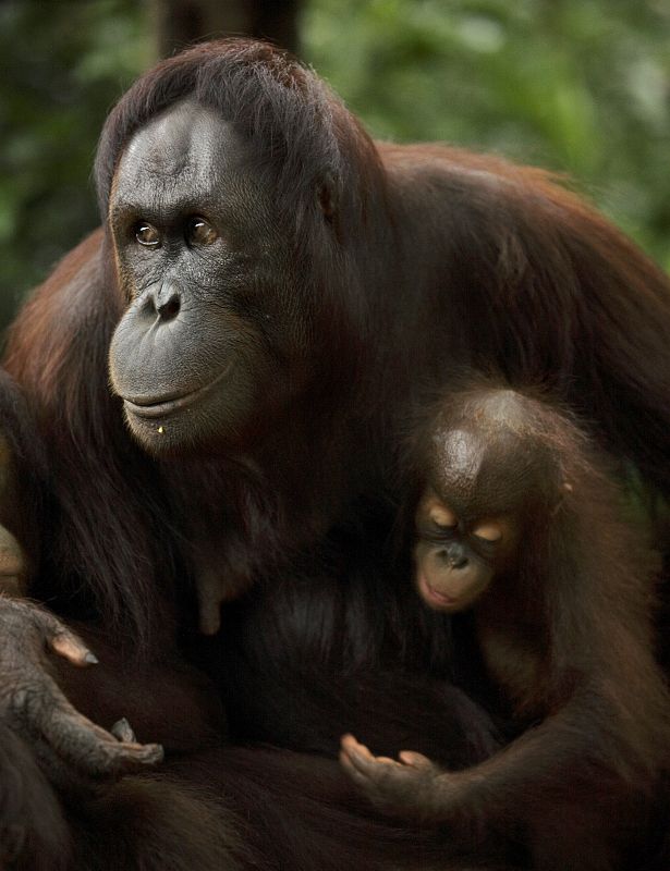 Bento, un orangután de Borneo, sentando al lado de su madre Binte