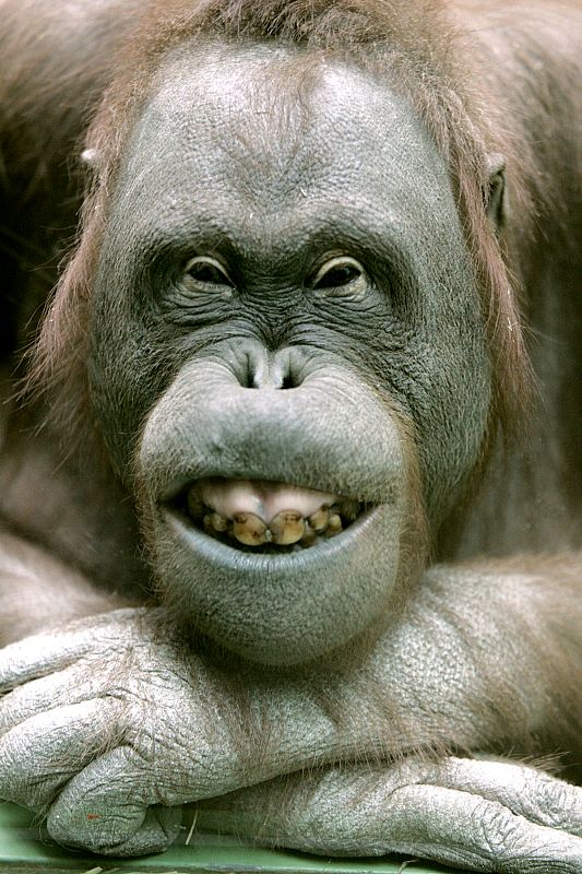 Un orangután posando como un modelo profesional