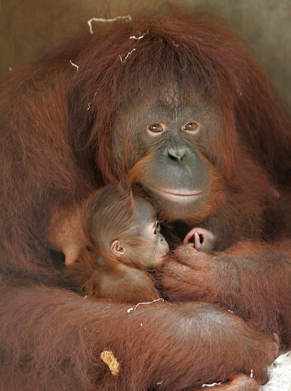 Una orangután de once años, Sinta, sujeta entre sus brazos a su cría, Natalia