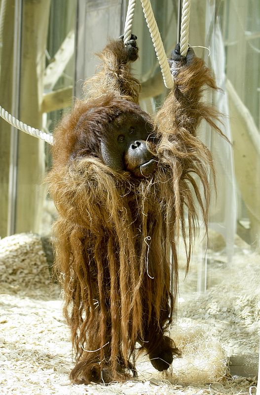 Vladimir, un joven orangután, jugando con unas cuerdas a modo de lianas