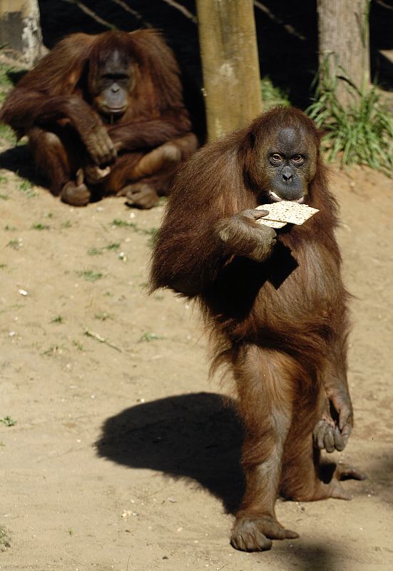 Un orangután comiendo matza (pan ácimo judío) en el Gran Safari de Raman, Tel Aviv.