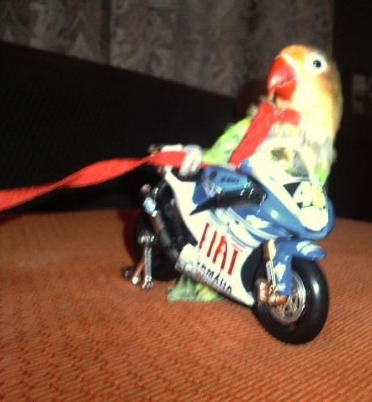 María  Fernández Soler.