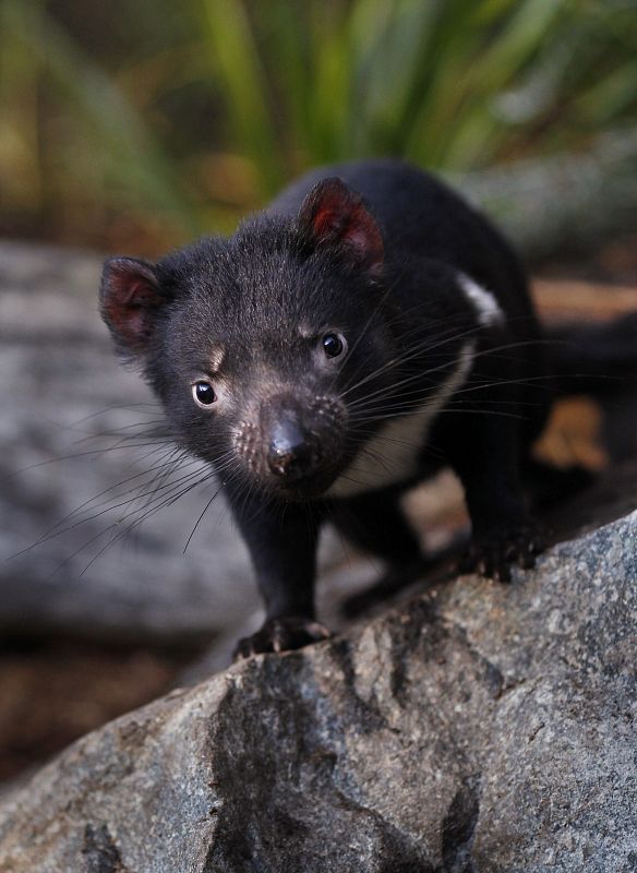 Un demonio de Tasmania mira a su alrededor subido en una roca