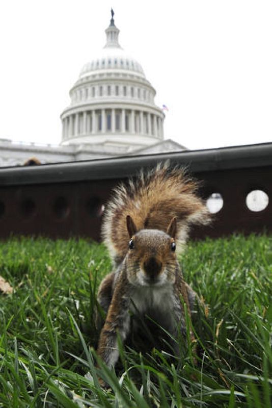 Una ardilla en un parque proximo al Capitolio de Washington (Estados Unidos)