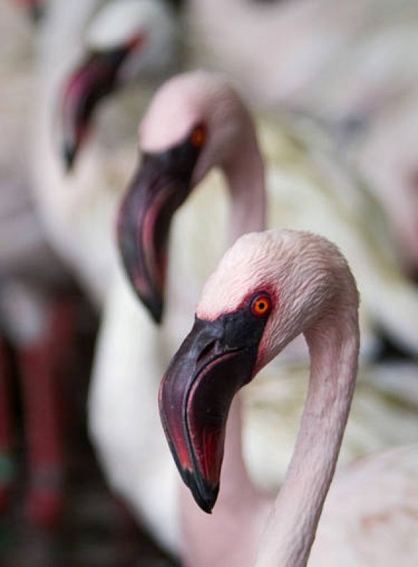 Flamencos criados en cautividad en Singapore