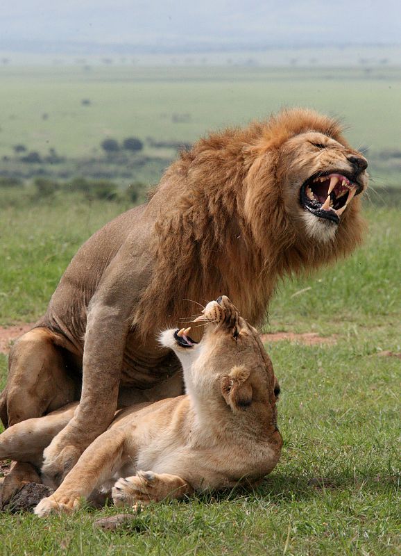 Los rugidos de los leones africanos se pueden oír en toda la selva